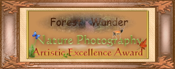 Forest Wander Nature Photography Excellence Award
