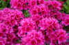 Beautiful bright pink azalea in the spring time