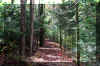 babcock-hike-trail-2.JPG (484408 bytes)