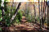 babcocktrail-1.JPG (442541 bytes)
