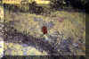 bat-in-cave.jpg (443923 bytes)