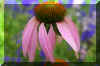 beautiful flower5.jpg (158073 bytes)