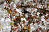 bee2.jpg (221680 bytes)