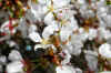 bee3.jpg (166464 bytes)
