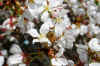 bee4.jpg (194557 bytes)