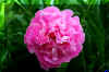bigpink_flower.JPG (170014 bytes)