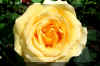 bigyellow-rose_flower.JPG (175119 bytes)