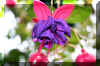 bleedingheart_flower.JPG (156996 bytes)