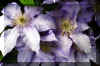 blue-flowers.JPG (229036 bytes)