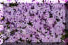 bluecreepingflox_flower.JPG (330694 bytes)