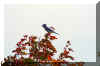 bluejay-bird.jpg (166705 bytes)