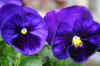 bluepansie2_flower.jpg (172686 bytes)