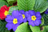 blueyellowred1web_flower.jpg (217298 bytes)
