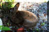 bunny-rabbit-1.jpg (291640 bytes)