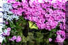 butterflycreepingflox.JPG (411621 bytes)