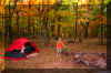 camp.jpg (392837 bytes)