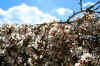cherrytree1_flower.jpg (313264 bytes)