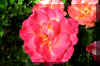 coatofmanycolors_flower.JPG (206207 bytes)