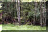 cranberryBC1.JPG (477139 bytes)