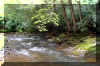 cranberryriver3_creek.JPG (415483 bytes)