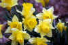Spring daffodils in West Virginia