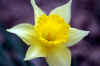 daffodil3web_flower.jpg (125561 bytes)