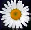daisy-redspider_flower.jpg (193261 bytes)