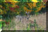 deer-field-2.jpg (223687 bytes)