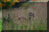 deer-field.jpg (196793 bytes)