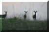 deer-grazing-1.jpg (140970 bytes)