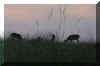 deer-grazing.jpg (140700 bytes)