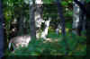 deer-in-trees.jpg (217309 bytes)