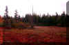 dolly-sods-fall-bog-1.jpg (257344 bytes)