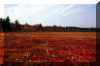 dolly-sods-fall-bog.jpg (283907 bytes)