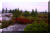 dolly-sods-fall-morning-2.jpg (236658 bytes)