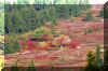 dolly-sods-fall.jpg (357670 bytes)