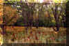 fall-forest-Dolly-sods.jpg (494939 bytes)