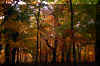 fall-forest-north-fork-mountain.jpg (398228 bytes)