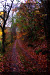 fall-leaf-road.jpg (420177 bytes)