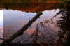 fall-log-lake.jpg (224386 bytes)
