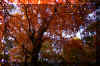 fall-oak-trees.jpg (531376 bytes)