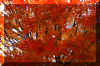 fall-orange-maple.jpg (375068 bytes)