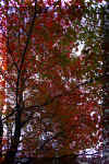 fall-red-green-tree.jpg (481130 bytes)