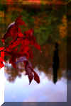 fall-red-leaf-lake.jpg (128902 bytes)