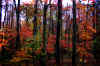fall-trees-1.jpg (488849 bytes)