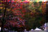 fall-trees-winecellar-lake.jpg (388231 bytes)