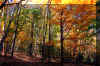fall-trees.jpg (526708 bytes)