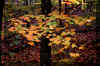 fall-yellow-green-leaves.jpg (351001 bytes)