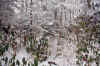 falls_hills_creek_laurel_snow.jpg (482583 bytes)