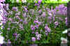 fieldflowers_flower.JPG (439890 bytes)